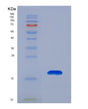 SDS-PAGE analysis of Human LAMA1 (Laminin Subunit Alpha-1) - Recombinant Protein, showing >90% purity under 15% SDS-PAGE (Reduced)