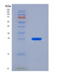 SDS-PAGE analysis of Human BLVRB (Flavin Reductase (Nadph)) - Recombinant Protein, showing >90% purity under 15% SDS-PAGE (Reduced)