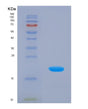 SDS-PAGE analysis of Human PRDX5 (Peroxiredoxin-5, Mitochondrial) - Recombinant Protein, showing >90% purity under 15% SDS-PAGE (Reduced)