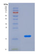 SDS-PAGE analysis of Human CASP2 (Caspase-2) - Recombinant Protein, showing >90% purity under 15% SDS-PAGE (Reduced)