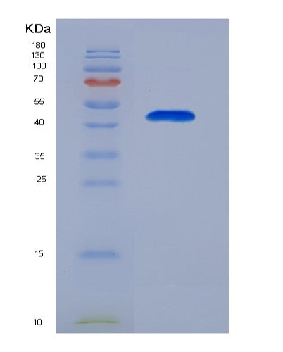 SDS-PAGE analysis of Mouse Cav1 (Caveolin-1) - Recombinant Protein, showing >90% purity under 15% SDS-PAGE (Reduced)