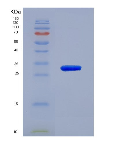 SDS-PAGE analysis of Human PDIA3 (Protein Disulfide-Isomerase A3) - Recombinant Protein, showing >90% purity under 15% SDS-PAGE (Reduced)