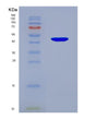SDS-PAGE analysis of Human SFTPC (Surfactant Protein C) - Recombinant Protein, showing >90% purity under 15% SDS-PAGE (Reduced)