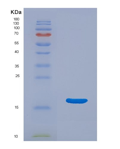 SDS-PAGE analysis of Mouse Uba52 (Ubiquitin-Ribosomal Protein El40 Fusion Protein) - Recombinant Protein, showing >90% purity under 15% SDS-PAGE (Reduced)