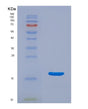 SDS-PAGE analysis of Mouse Uba52 (Ubiquitin-Ribosomal Protein El40 Fusion Protein) - Recombinant Protein, showing >90% purity under 15% SDS-PAGE (Reduced)
