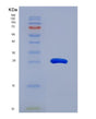 SDS-PAGE analysis of Human CCND2 (G1/S-Specific Cyclin-D2) - Recombinant Protein, showing >90% purity under 15% SDS-PAGE (Reduced)