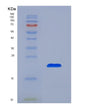 SDS-PAGE analysis of Human CDC25A (M-Phase Inducer Phosphatase 1) - Recombinant Protein, showing >85% purity under 15% SDS-PAGE (Reduced)