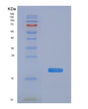 SDS-PAGE analysis of Human PPIF (Peptidyl-Prolyl Cis-Trans Isomerase F, Mitochondrial) - Recombinant Protein, showing >85% purity under 15% SDS-PAGE (Reduced)