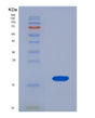 SDS-PAGE analysis of Human UBA52 (Ubiquitin-Ribosomal Protein El40 Fusion Protein) - Recombinant Protein, showing >90% purity under 15% SDS-PAGE (Reduced)
