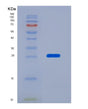 SDS-PAGE analysis of Human GSTT1 (Glutathione S-Transferase Theta-1) - Recombinant Protein, showing >85% purity under 15% SDS-PAGE (Reduced)