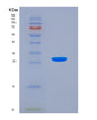 SDS-PAGE analysis of Human CASQ1 (Calsequestrin-1) - Recombinant Protein, showing >90% purity under 15% SDS-PAGE (Reduced)