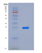 SDS-PAGE analysis of Human UQCRC1 (Cytochrome B-C1 Complex Subunit 1, Mitochondrial) - Recombinant Protein, showing >90% purity under 15% SDS-PAGE (Reduced)