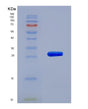 SDS-PAGE analysis of Human CHRNA3 (Neuronal Acetylcholine Receptor Subunit Alpha-3) - Recombinant Protein, showing >85% purity under 15% SDS-PAGE (Reduced)