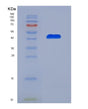 SDS-PAGE analysis of Human CD70 (Cd70 Antigen) - Recombinant Protein, showing >90% purity under 15% SDS-PAGE (Reduced)