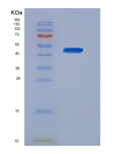 SDS-PAGE analysis of Human MPI (Mannose-6-Phosphate Isomerase) - Recombinant Protein, showing >85% purity under 15% SDS-PAGE (Reduced)