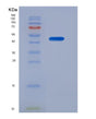 SDS-PAGE analysis of Human MPI (Mannose-6-Phosphate Isomerase) - Recombinant Protein, showing >85% purity under 15% SDS-PAGE (Reduced)