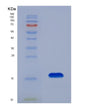 SDS-PAGE analysis of Human BTC (Probetacellulin) - Recombinant Protein, showing >85% purity under 15% SDS-PAGE (Reduced)