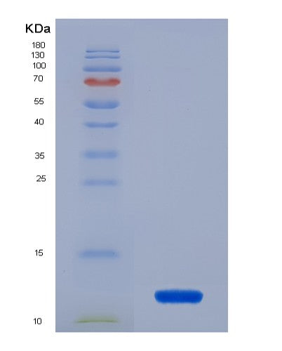 SDS-PAGE analysis of Human PHB1 (Prohibitin 1) - Recombinant Protein, showing >90% purity under 15% SDS-PAGE (Reduced)