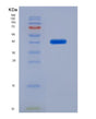 SDS-PAGE analysis of Human SFTPD (Pulmonary Surfactant-Associated Protein D) - Recombinant Protein, showing >85% purity under 15% SDS-PAGE (Reduced)