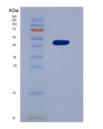 SDS-PAGE analysis of Mouse Prdx1 (Peroxiredoxin-1) - Recombinant Protein, showing >85% purity under 15% SDS-PAGE (Reduced)
