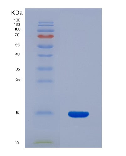 SDS-PAGE analysis of Human GLRX (Glutaredoxin-1) - Recombinant Protein, showing >85% purity under 15% SDS-PAGE (Reduced)