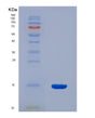 SDS-PAGE analysis of Human GLRX (Glutaredoxin-1) - Recombinant Protein, showing >85% purity under 15% SDS-PAGE (Reduced)