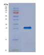 SDS-PAGE analysis of Human CHI3L1 (Chitinase-3-Like Protein 1) - Recombinant Protein, showing >90% purity under 15% SDS-PAGE (Reduced)