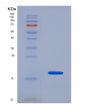 SDS-PAGE analysis of Human SELP (P-Selectin) - Recombinant Protein, showing >90% purity under 15% SDS-PAGE (Reduced)