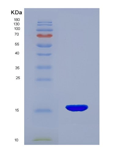 SDS-PAGE analysis of Human GDNF (Glial Cell Line-Derived Neurotrophic Factor) - Recombinant Protein, showing >90% purity under 15% SDS-PAGE (Reduced)