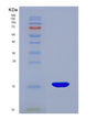 SDS-PAGE analysis of Human GDNF (Glial Cell Line-Derived Neurotrophic Factor) - Recombinant Protein, showing >90% purity under 15% SDS-PAGE (Reduced)
