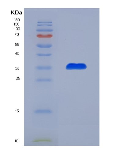 SDS-PAGE analysis of Human PEX19 (Peroxisomal Biogenesis Factor 19) - Recombinant Protein, showing >90% purity under 15% SDS-PAGE (Reduced)
