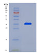SDS-PAGE analysis of Human PEX19 (Peroxisomal Biogenesis Factor 19) - Recombinant Protein, showing >90% purity under 15% SDS-PAGE (Reduced)