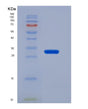 SDS-PAGE analysis of Mouse Klf4 (Krueppel-Like Factor 4) - Recombinant Protein, showing >90% purity under 15% SDS-PAGE (Reduced)