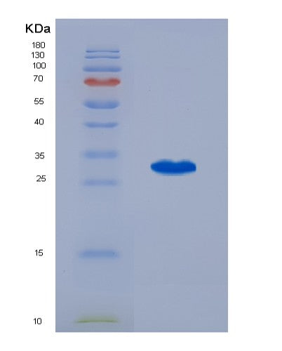 SDS-PAGE analysis of Mouse Pou5f1 (Pou Domain, Class 5, Transcription Factor 1) - Recombinant Protein, showing >90% purity under 15% SDS-PAGE (Reduced)