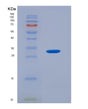 SDS-PAGE analysis of Human PDPK1 (3-Phosphoinositide-Dependent Protein Kinase 1) - Recombinant Protein, showing >90% purity under 15% SDS-PAGE (Reduced)