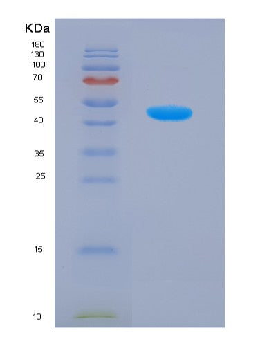 SDS-PAGE analysis of Human HTRA1 (Serine Protease Htra1) - Recombinant Protein, showing >90% purity under 15% SDS-PAGE (Reduced)