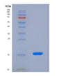 SDS-PAGE analysis of Mouse Lipe (Hormone-Sensitive Lipase) - Recombinant Protein, showing >90% purity under 15% SDS-PAGE (Reduced)