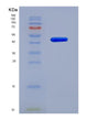 SDS-PAGE analysis of Mouse Rnase1 (Ribonuclease Pancreatic) - Recombinant Protein, showing >90% purity under 15% SDS-PAGE (Reduced)