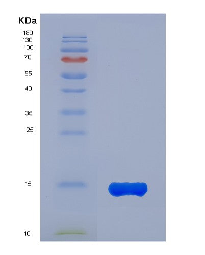 SDS-PAGE analysis of Mouse Ang (Angiogenin) - Recombinant Protein, showing >90% purity under 15% SDS-PAGE (Reduced)