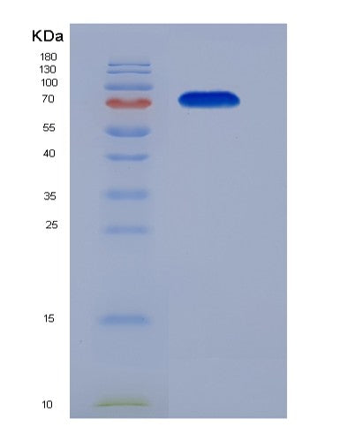 SDS-PAGE analysis of Human TRAP1 (Heat Shock Protein 75 Kda, Mitochondrial) - Recombinant Protein, showing >90% purity under 15% SDS-PAGE (Reduced)