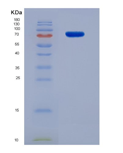 SDS-PAGE analysis of Human HSP90AB1 (Heat Shock Protein Hsp 90-Beta) - Recombinant Protein, showing >90% purity under 15% SDS-PAGE (Reduced)