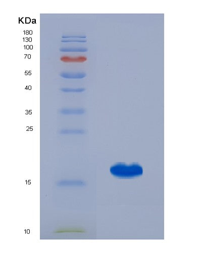 SDS-PAGE analysis of Human GDF5 (Growth/Differentiation Factor 5) - Recombinant Protein, showing >95% purity under 15% SDS-PAGE (Reduced)