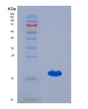SDS-PAGE analysis of Human GDF5 (Growth/Differentiation Factor 5) - Recombinant Protein, showing >95% purity under 15% SDS-PAGE (Reduced)