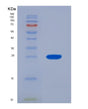 SDS-PAGE analysis of Mouse Gdf5 (Growth/Differentiation Factor 5) - Recombinant Protein, showing >95% purity under 15% SDS-PAGE (Reduced)