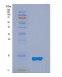 SDS-PAGE analysis of Mouse Sftpc (Surfactant Protein C) - Recombinant Protein, showing >90% purity under 15% SDS-PAGE (Reduced)