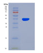 SDS-PAGE analysis of Human FGL1 (Fibrinogen-Like Protein 1) - Recombinant Protein, showing >90% purity under 15% SDS-PAGE (Reduced)