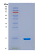 SDS-PAGE analysis of Mouse Ccn2 (Ccn Family Member 2) - Recombinant Protein, showing >90% purity under 15% SDS-PAGE (Reduced)