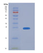 SDS-PAGE analysis of Human MMP13 (Collagenase 3) - Recombinant Protein, showing >90% purity under 15% SDS-PAGE (Reduced)