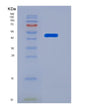 SDS-PAGE analysis of Human PPIC (Peptidyl-Prolyl Cis-Trans Isomerase C) - Recombinant Protein, showing >90% purity under 15% SDS-PAGE (Reduced)