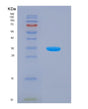 SDS-PAGE analysis of Human MAPK9 (Mitogen-Activated Protein Kinase 9) - Recombinant Protein, showing >95% purity under 15% SDS-PAGE (Reduced)